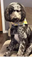 Ollie, a male Poodle - Standard  for sale in Shelbina, MO – 1 of 2
