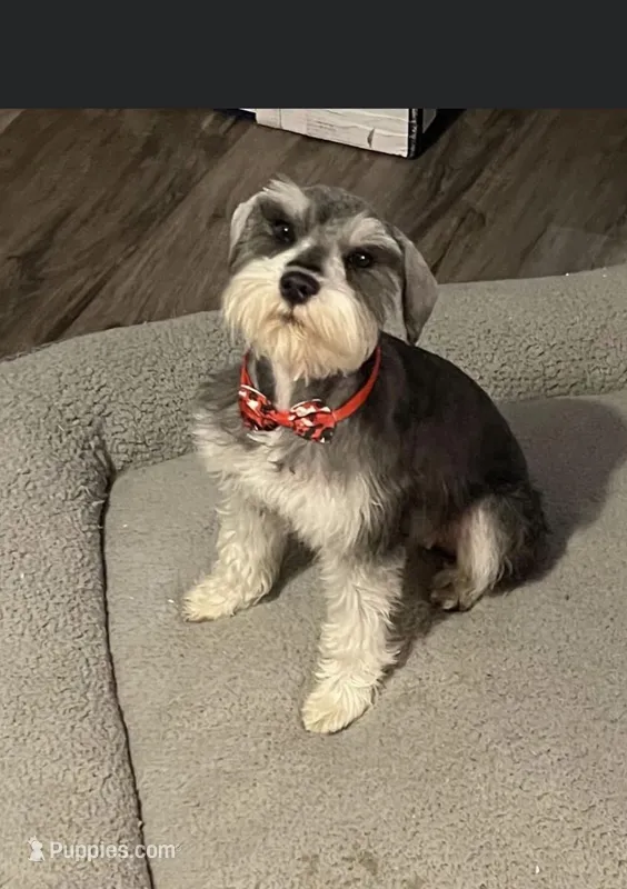 Maggie – Miniature Schnauzer puppy for sale in Shelbina, MO