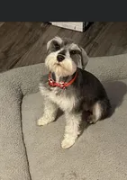 Maggie, a female Miniature Schnauzer for sale in Shelbina, MO – 1 of 1