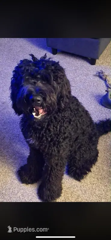 Ziggy – Bernedoodle puppy for sale in Shelbina, MO