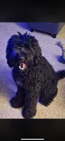 Ziggy, a male Bernedoodle for sale in Shelbina, MO – 1 of 1