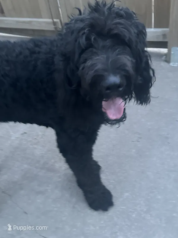 Ziggy – Bernedoodle puppy for sale in Shelbina, MO