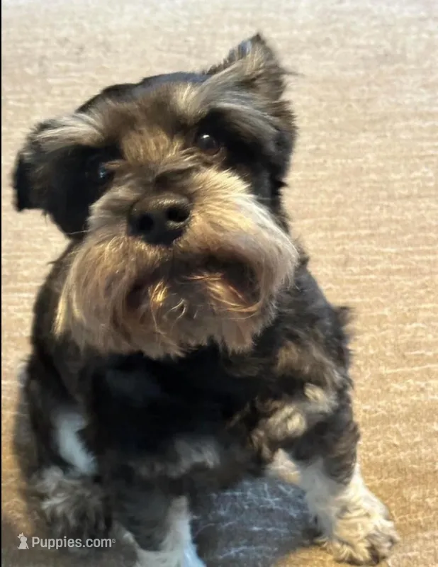 Baxter – Miniature Schnauzer puppy for sale in Shelbina, MO