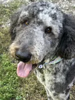 Ollie, a male Poodle - Standard  for sale in Shelbina, MO – 2 of 2
