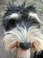 Elle, a female Miniature Schnauzer for sale in Shelbina, MO – 4 of 4