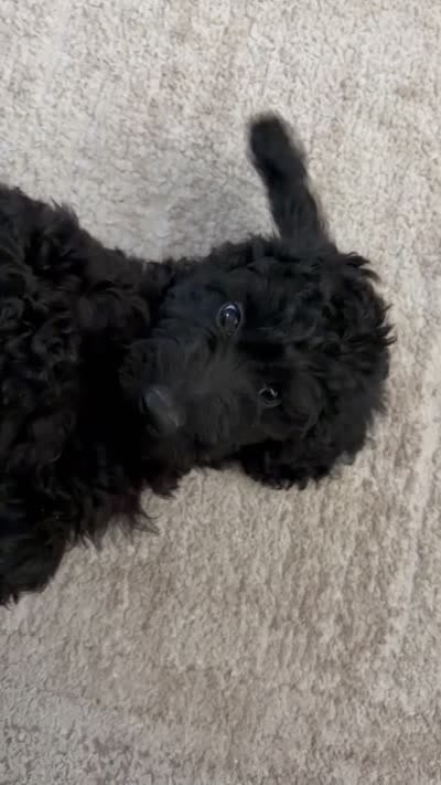 Arya , a female Goldendoodle for sale in Lancaster, CA – 2 of 2