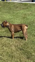 Ferrari Blue, a male Cane Corso for sale in Davie, FL – 3 of 10