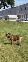 Ferrari Blue, a male Cane Corso for sale in Davie, FL – 2 of 10
