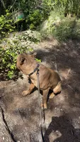 Ferrari Blue, a male Cane Corso for sale in Davie, FL – 10 of 10
