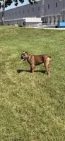 Ferrari Blue, a male Cane Corso for sale in Davie, FL – 4 of 10