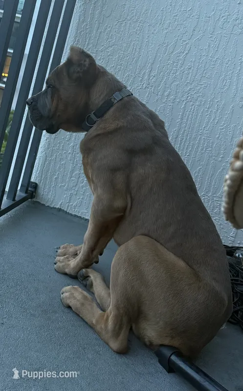 Ferrari Blue – Cane Corso puppy for sale in Davie, FL