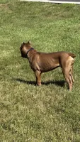 Ferrari Blue, a male Cane Corso for sale in Davie, FL – 7 of 10