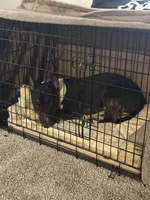 Chico , a male Miniature Bull Terrier for sale in Colorado Springs, CO – Photo 2 of 5