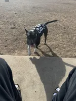 Chico , a male Miniature Bull Terrier for sale in Colorado Springs, CO – Photo 3 of 5