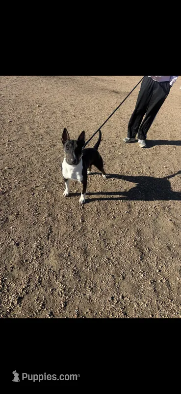 Chico  – Miniature Bull Terrier puppy for sale in Colorado Springs, CO