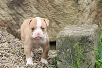 Lacie, a female American Bulldog for sale in Zanesville, OH – 3 of 10