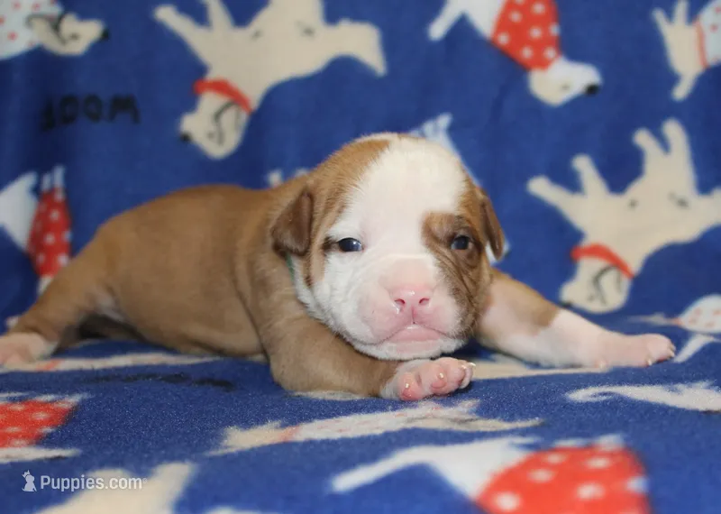 Gunner – American Bulldog puppy for sale in Zanesville, OH