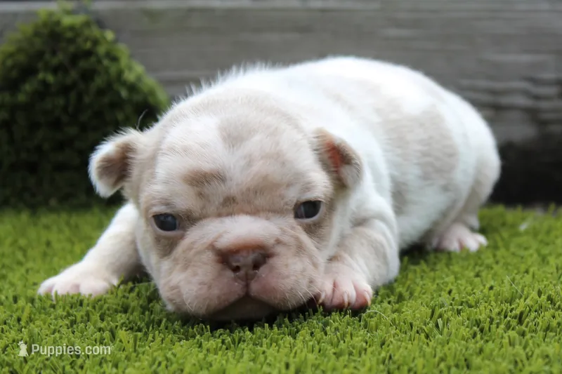 Izzy – French Bulldog puppy for sale in Zanesville, OH