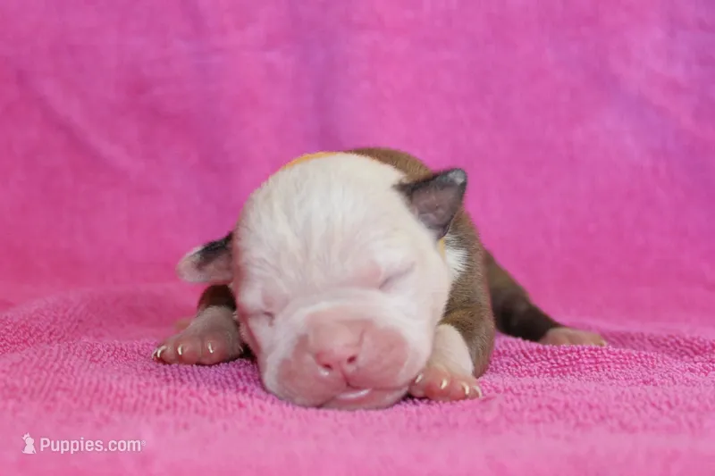 Amber – American Bulldog puppy for sale in Zanesville, OH