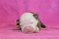 Amber, a female American Bulldog for sale in Zanesville, OH – 1 of 5