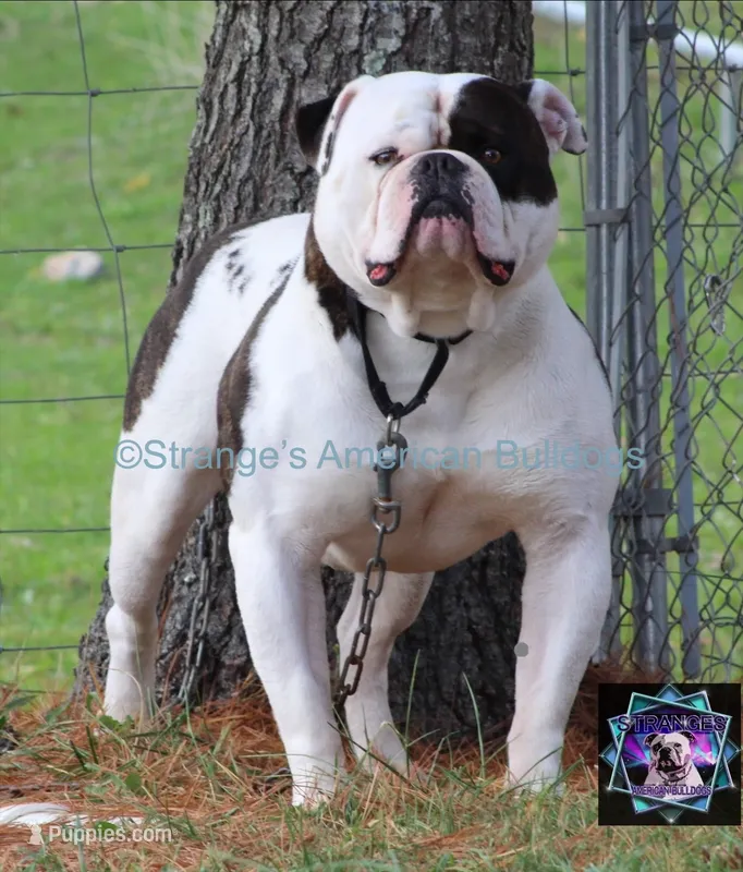 Buster – American Bulldog puppy for sale in Zanesville, OH