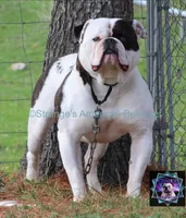 Buster, a male American Bulldog for sale in Zanesville, OH – 1 of 9