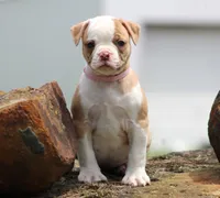 Chloe, a female American Bulldog for sale in Zanesville, OH – 6 of 10