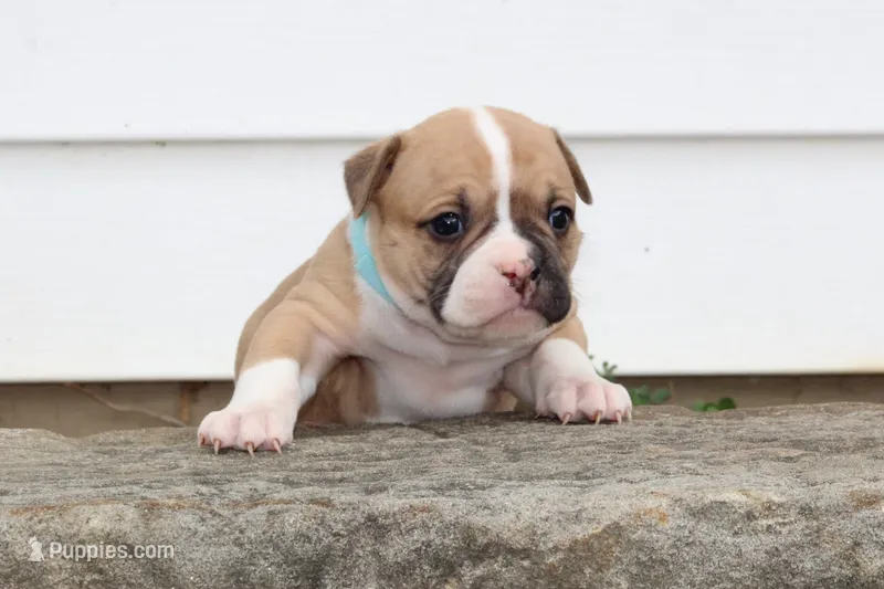 Miley – American Bulldog puppy for sale in Zanesville, OH