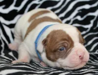 Remi, a male American Bulldog for sale in Zanesville, OH – Photo 5 of 6