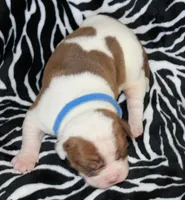 Remi, a male American Bulldog for sale in Zanesville, OH – Photo 2 of 6