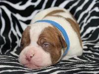 Remi, a male American Bulldog for sale in Zanesville, OH – Photo 6 of 6