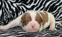 Remi, a male American Bulldog for sale in Zanesville, OH – Photo 3 of 6