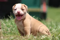 Sadie, a female American Bulldog for sale in Zanesville, OH – 3 of 8
