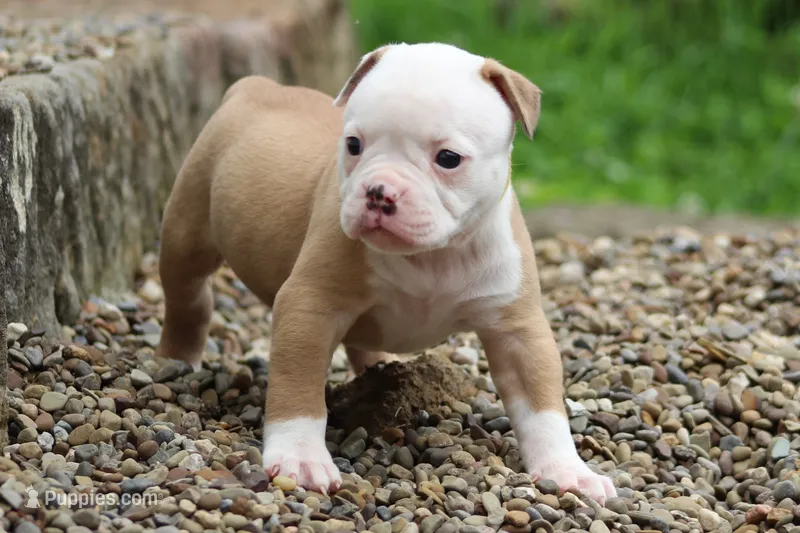 Amber – American Bulldog puppy for sale in Zanesville, OH