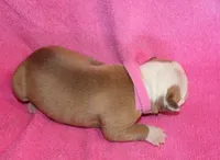 Sadie, a female American Bulldog for sale in Zanesville, OH – 4 of 4