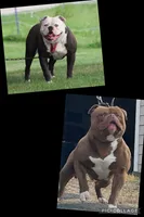 Ivy, a female Olde English Bulldogge for sale in Zanesville, OH – 6 of 6