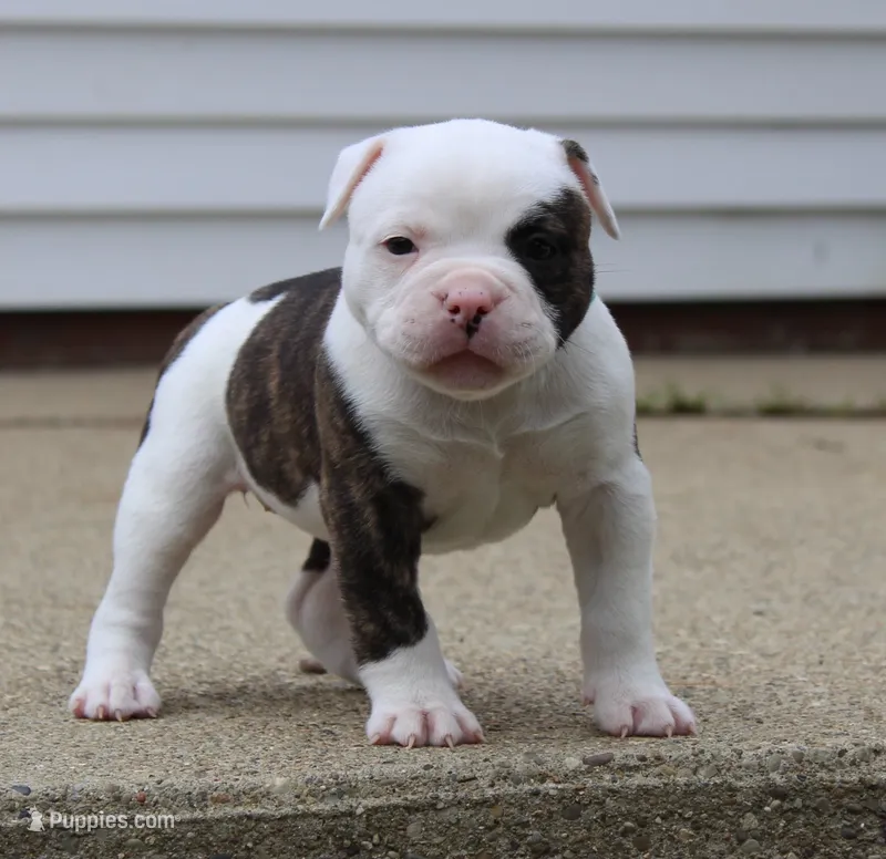 Envy – Olde English Bulldogge puppy for sale in Zanesville, OH