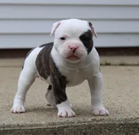 Envy, a female Olde English Bulldogge for sale in Zanesville, OH – 7 of 8
