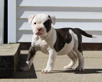Envy, a female Olde English Bulldogge for sale in Zanesville, OH – 2 of 8