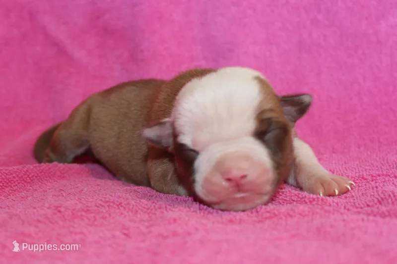 Chloe – American Bulldog puppy for sale in Zanesville, OH