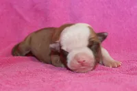 Chloe, a female American Bulldog for sale in Zanesville, OH – 2 of 5