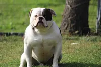 Buster, a male American Bulldog for sale in Zanesville, OH – 7 of 9