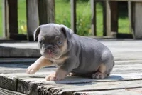 Buggs, a male French Bulldog for sale in Zanesville, OH – 2 of 9