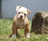 Amber, a female American Bulldog for sale in Zanesville, OH – 9 of 10