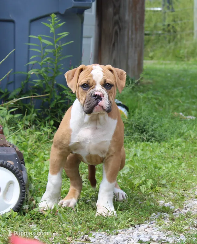 Stetson – American Bulldog puppy for sale in Zanesville, OH