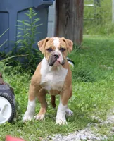 Stetson, a male American Bulldog for sale in Zanesville, OH – 1 of 9