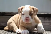 Sadie, a female American Bulldog for sale in Zanesville, OH – 2 of 8