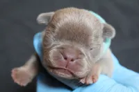 Buggs, a male French Bulldog for sale in Zanesville, OH – 2 of 3