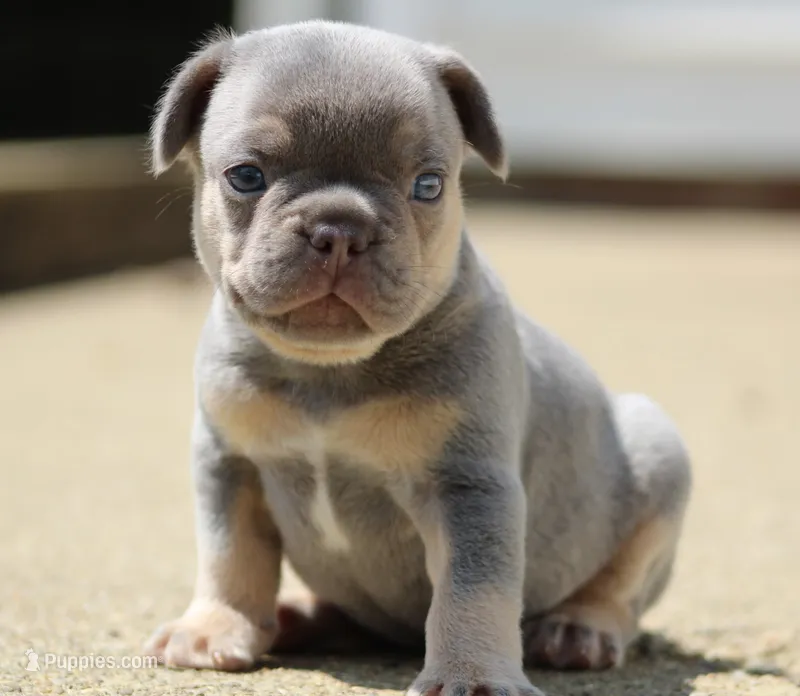Buggs – French Bulldog puppy for sale in Zanesville, OH