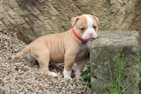 Lacie, a female American Bulldog for sale in Zanesville, OH – 10 of 10